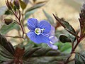 Veronica peduncularis 'Georgia Blue' Place:Osaka,Japan