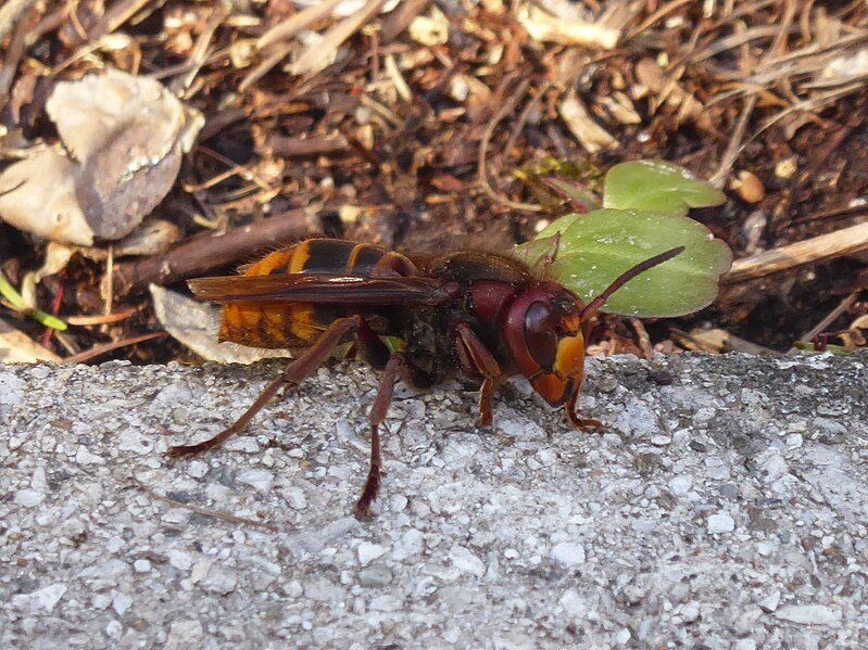 File:Vespa crabro Paludi 03.jpg