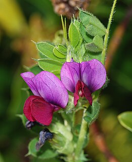 <i>Vicia sativa</i> Species of flowering plant in the bean family Fabaceae