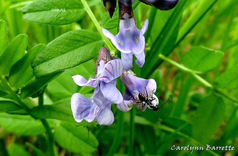 File:Vicia cracca (Fabaceae).jpg