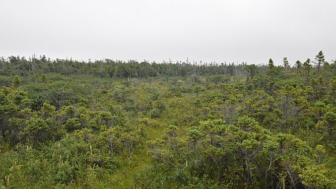 View from Western Brook Pond Trail