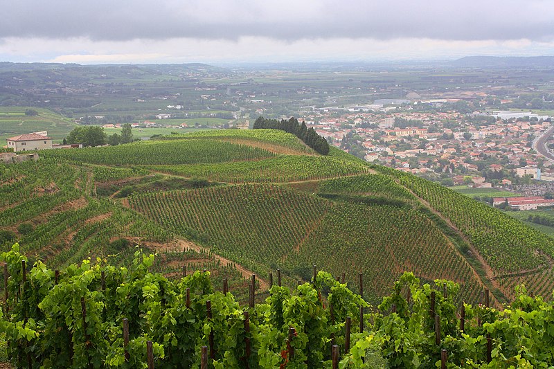 File:Vignobles sur la colline de Tain l'Hermitage.jpg