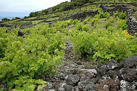 Image illustrative de l’article Paysage viticole de l'île du Pico