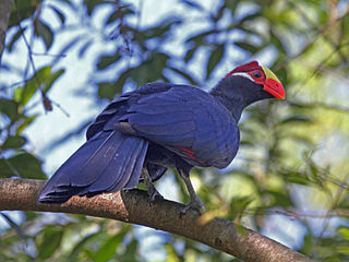 Violet turaco Species of bird