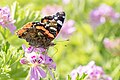 * Предлог Close-up view of a red admiral butterflyI, the copyright holder of this work, hereby publish it under the following license:This image was uploaded as part of Wiki Loves Earth 2024. --Skander zarrad 20:30, 30 May 2024 (UTC) * Поддршка  Support Good quality. --Plozessor 03:30, 31 May 2024 (UTC)