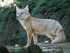 Vulpes corsac 2010.JPG