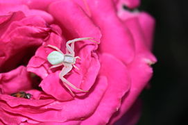 Araignée inconnue sur une Rose. Début juillet.