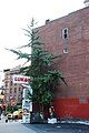 This photo is of Wikis Take Manhattan goal code R23, Street Trees.