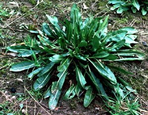 leaves in first year