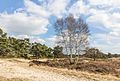 * Nomination Walk across the Hulshorsterzand. multi-stemmed birch (Betula) in an overgrown area. --Agnes Monkelbaan 04:39, 27 May 2017 (UTC) * Promotion  Support Good quality. -- Johann Jaritz 04:43, 27 May 2017 (UTC)