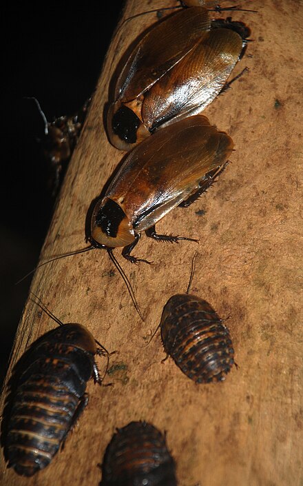 Лесной таракан фото. Блаберус кранифер. Blaberus discoidalis. Blaberus craniifer таракан. Блаберус Гигантеус.