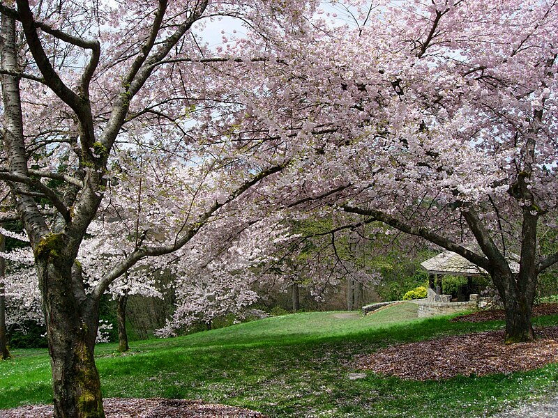 File:Washington Park Arboretum cherry blossoms.jpg
