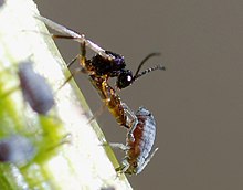 Parasitoid braconid wasp ovipositing in black bean aphid Wasp & aphid May 2010-1.jpg