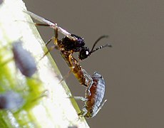 Oviposition in braconid wasps