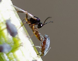 Black Bean Aphid