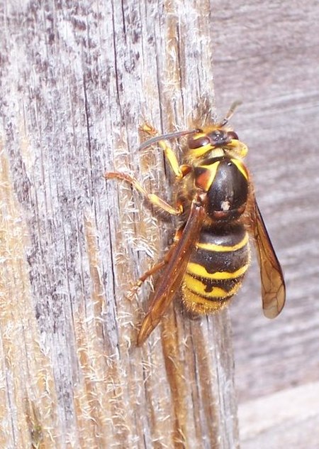 Wasp stripping wood.jpg