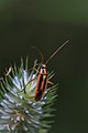 Weichwanze Stenotus binotatus