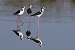 Thumbnail for White-backed stilt