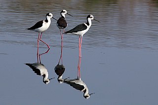 <span class="mw-page-title-main">White-backed stilt</span> Species of bird