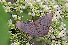 White-patched emesis (Emesis lucinda) male.jpg