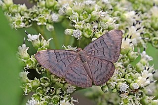 <i>Emesis lucinda</i> Species of butterfly