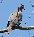 White-winged Dove. Zenaida asiatica - Flickr - gailhampshire.jpg