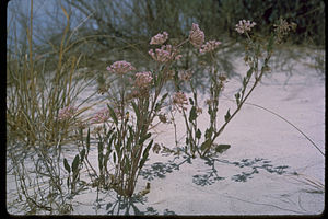White Sands National Monument WHSA2344.jpg