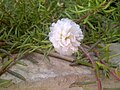 File:Moss Rose (Portulaca grandiflora).jpg - Wikimedia Commons