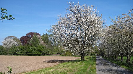 Wickede GutSchafhausen2 Asio