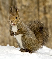 Sciurus vulgaris orientis à Asahikawa sur l'île d'Hokkaido au Japon.