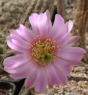 Echinocereus schmollii flower