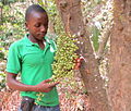 Wild fruits on the Makonde plateau (8307305026).jpg