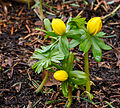 * Nomination Buds of the winter aconite (Eranthis hyemalis) Location, Garden Valley Reserve Jonker. Famberhorst 16:57, 16 February 2015 (UTC) * Promotion  Comment Needs noise reduction. --Hockei 20:49, 16 February 2015 (UTC)  Done noise reduction.--Famberhorst 06:04, 17 February 2015 (UTC)  Support Good now. --Hockei 16:44, 17 February 2015 (UTC)