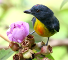 Fotó kék-szürke madárról, élénk narancssárga és sárga aljjal, rózsaszín virág közelében