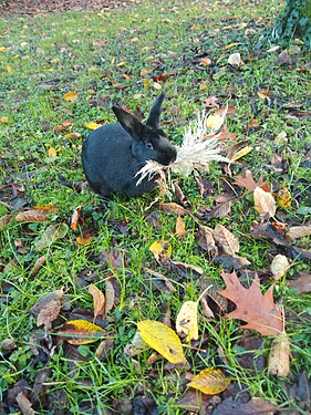 Young black rabbit