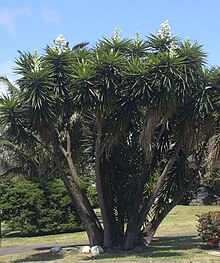 Yucca gloriosa-01.jpg