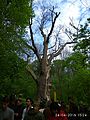 Zalizniak oak tree 02.jpg