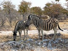 Burchell's zebra, Equus quagga burchellii, is the national animal of Botswana. Zebras etoscha.jpg