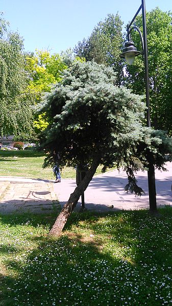 File:Zena Park-Skopje (72).jpg