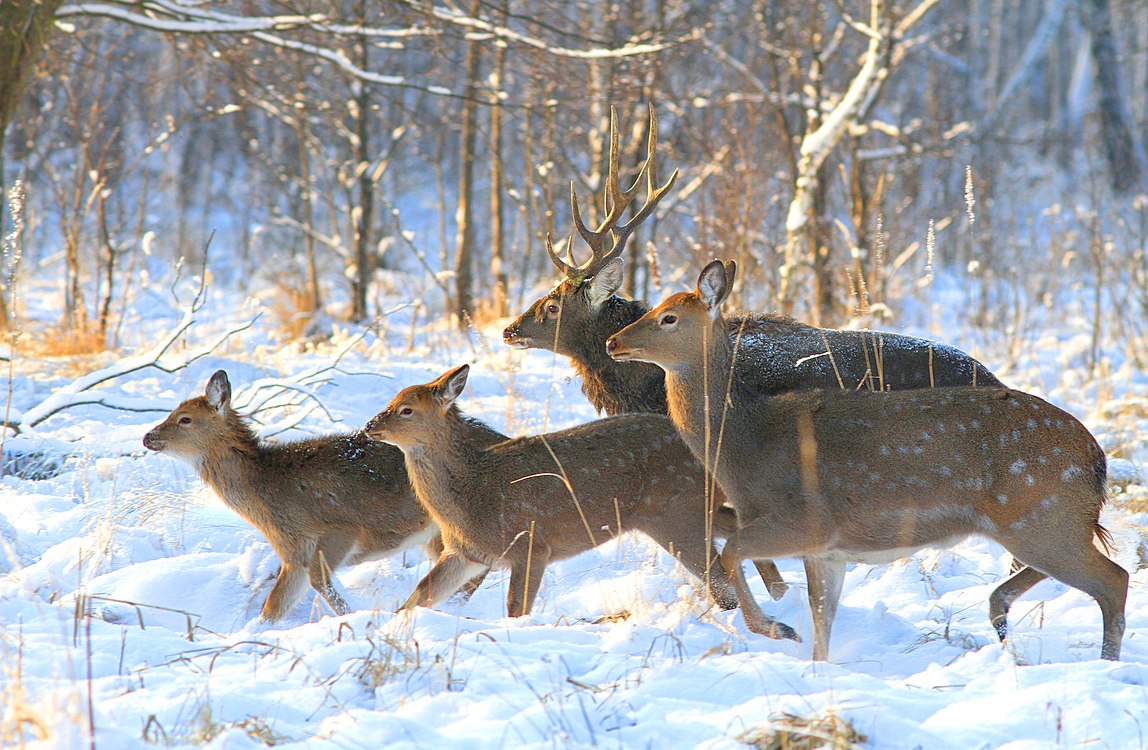 животные лосиного острова