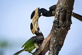 Malabarhornvogel im Dandeli-Wildreservat