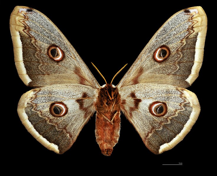 File:(MHNT) Saturnia pyri - Teruel Espagne - female ventral.jpg