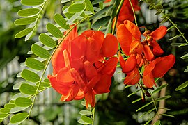 Sesbania punicea - flowers and foliage