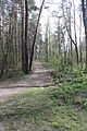 Лесной участок Веневитиново 09.jpg