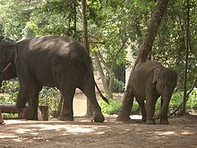 Индийские, или азиатские слоны в Таиланде