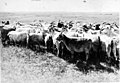 ◎羊の群（白溫沿線） 蒙古と云へば沙漠と放牧とを連想するほど牧畜が盛んで、これは自然的環境がしからしめたもので總面積の六〇パーセントが牧野に利用せられて居る。家畜は彼●（一字空欄）の貴重な財産であり、朝に夕に牧草を追び東に西に移動する包生活にあつては家畜は好伴侶であり家族の一員であるのだ。　（印畫の複製を嚴禁す）