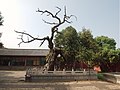 苍龙吐虬 - Dragon Cypress - 2012.06 - panoramio.jpg