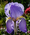 * Nomination Blue iris in the backlight --F. Riedelio 13:33, 10 August 2021 (UTC) * Promotion  Support Good quality. --Tagooty 15:42, 10 August 2021 (UTC)