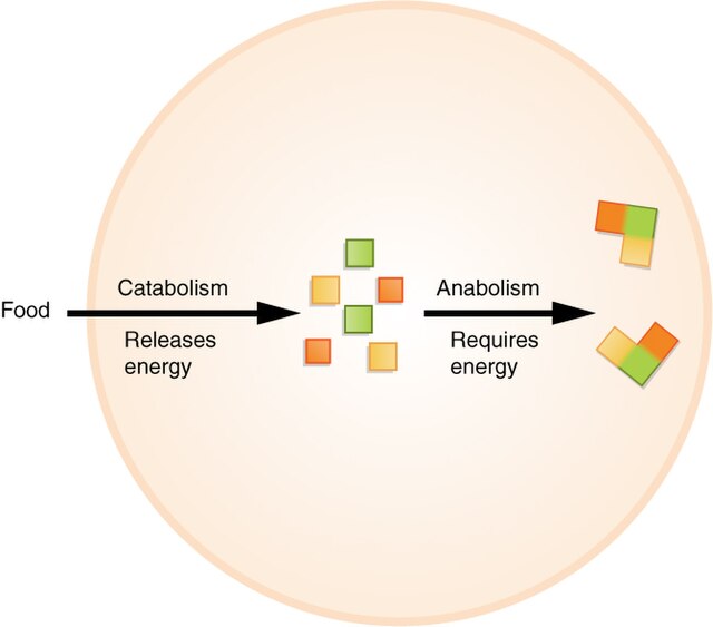 Metabolism - Wikipedia