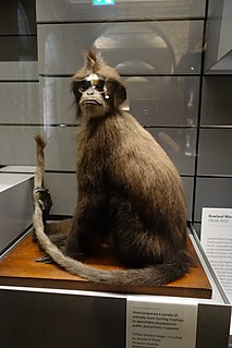 <span class="mw-page-title-main">White-fronted surili</span> Species of Old World monkey